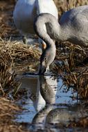 Animal Yamada'S Rice Fields Water