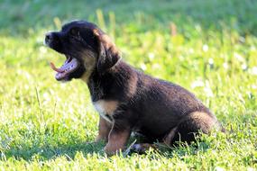 Little Puppy yawning