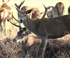 Deer Animal in Nature