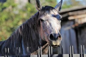 Arabian Horse Head Animal