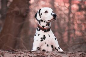 Dog Animal Dalmatians