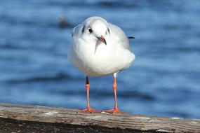 mall white bird against the sea