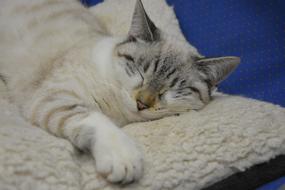 Cat Sleeping Sleep Lengthen