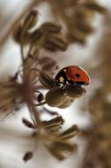 Ladybird Red Ladybug