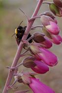 Bee Stem Foxglove