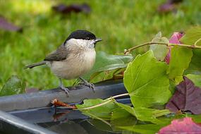 Bird Tit Marsh in garden