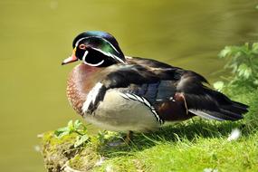 Duck Branchy Carolin Aix
