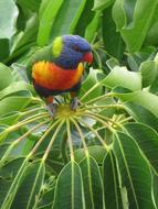 Lorikeet Bird Beauty