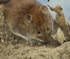 Cute Mouse animal photo
