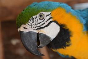 Arara Bird Brazil