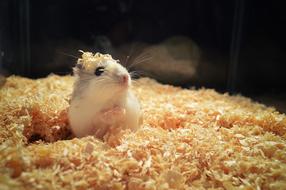 Hamster Rodent Animal