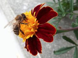Bee Afrikaner Yellow