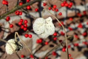 red winter berries on a branch