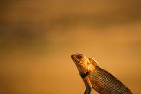 Dragon Beared Wild