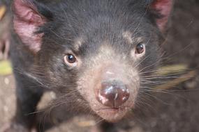 Australia Animal Nature
