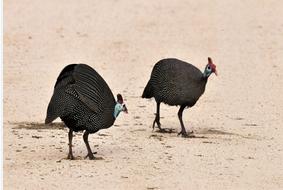 Guinea Fowl Crested Bird South