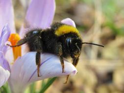 Bourdon Hymenoptera Purple Flower