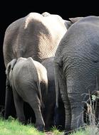 Elephant Mammal South Africa