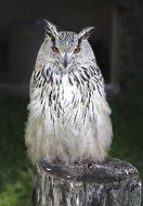 Owl Long Eared Raptor Bird Of