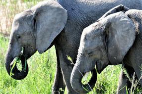 Elephant Mammals in South Africa