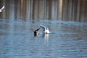 Lake Bird Nature