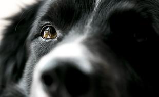 shiny eye dog