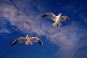 Gulls Sky Bird