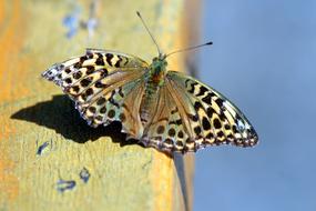 The Metalmark Butterfly insect