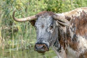 Longhorn Cattle Cow