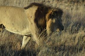 African Lion Predator