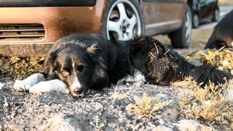 Dog Bordercollie Blackandwhite