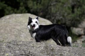 black dog with white spots