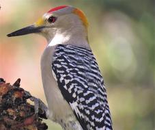 Bird Woodpecker Close Up