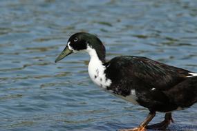 Bird Duck Lake