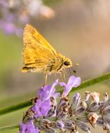 yellow butterfly with flowers view