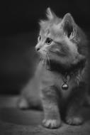 Cat Kitten Pet