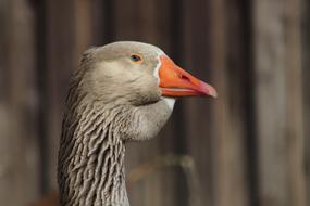 Pet Domestic Goose Ganter