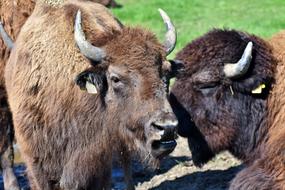 American Bison Buffalo with Horns