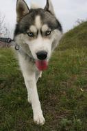 Husky Siberian Dog