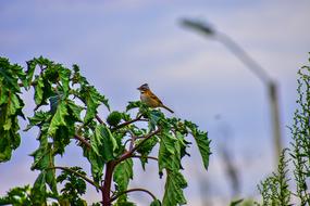 Bird Ave Nature