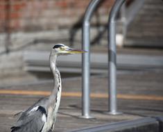 Heron Sitting Jetty Grey