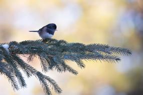 Bird Winter Bokeh