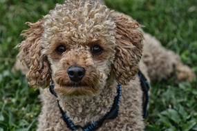 Poodle Dog Pet