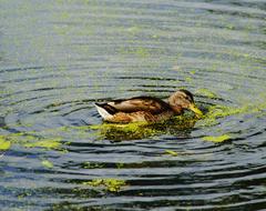 wild duck in the water with plants