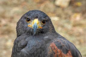 Falcon Big Hawk Bird Of Prey