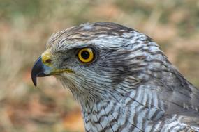 Falcon Bird Of Prey Raptor