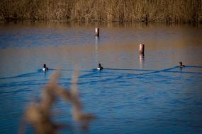Waterfowl Water Reed