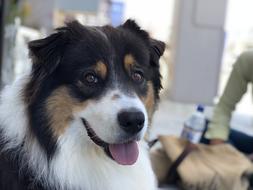 Happy Dog Smiling