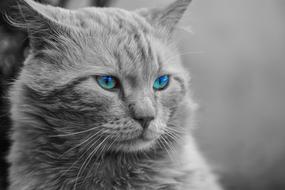Cat Animal Artistic
