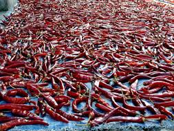 hot dry peppers harvest